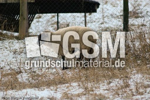 Schaf (30 von 61).jpg